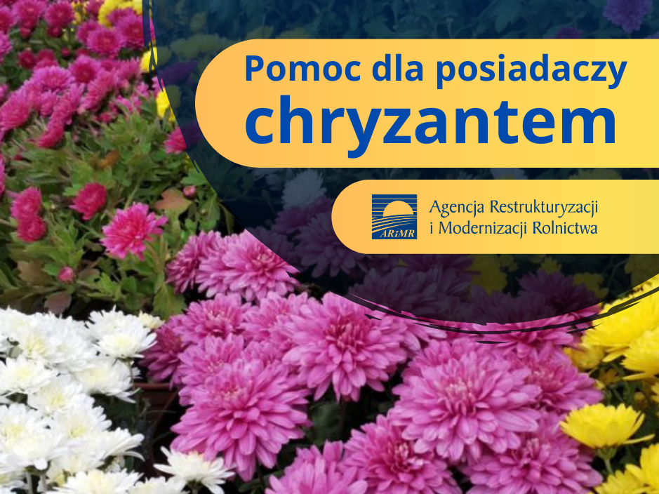 Pomoc dla posiadaczy chryzantem