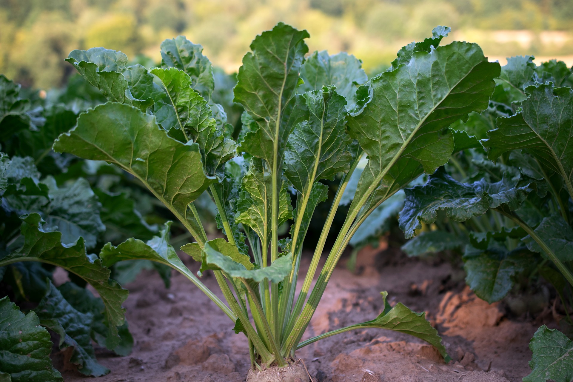 Spotkanie informacyjne dla plantatorów buraka cukrowego